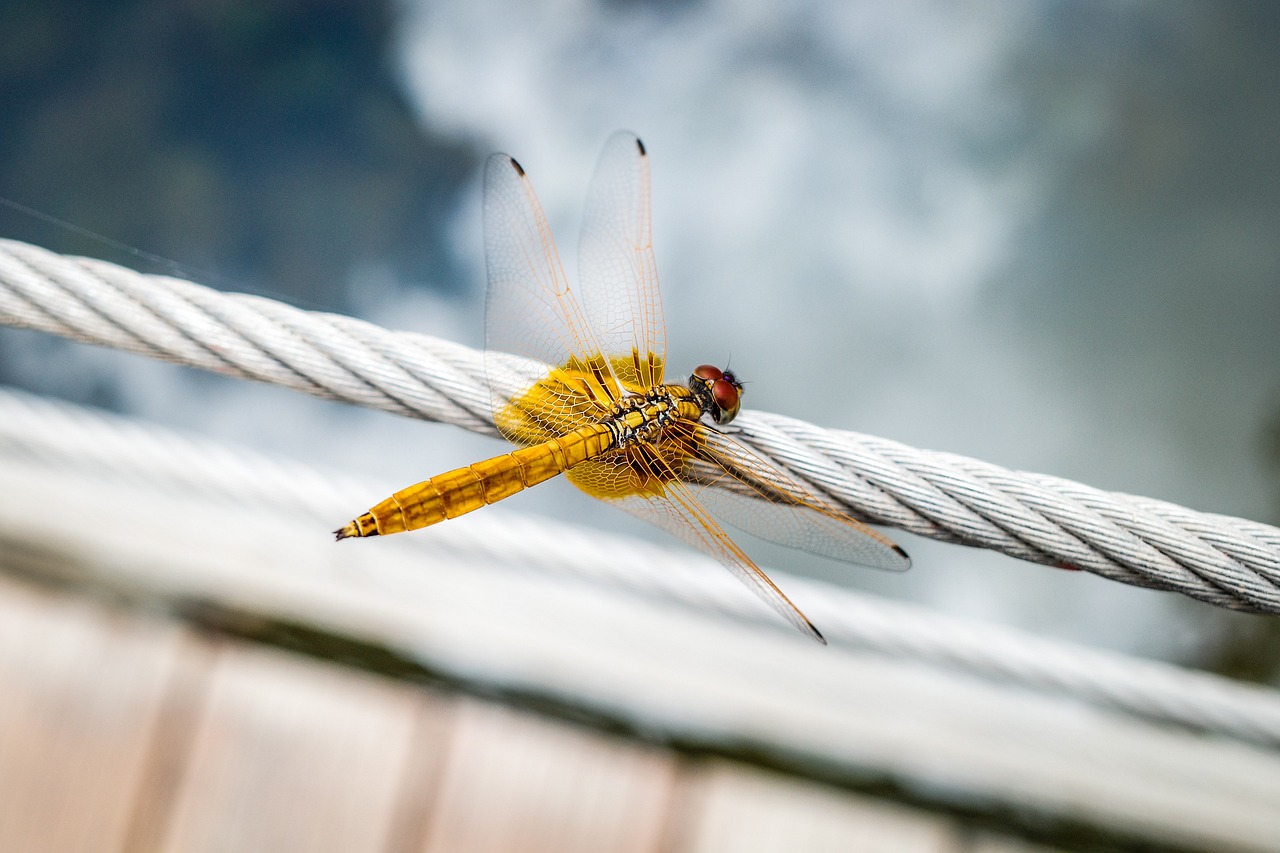 How the Robotic Dragonfly is Shaping Future UAV Technologies